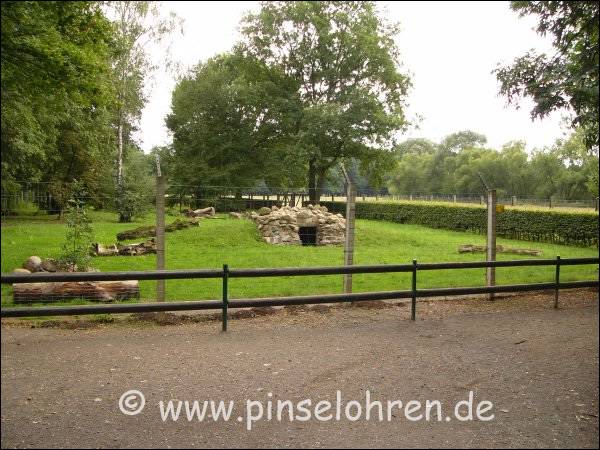 Ziemlich am Anfang des Rundweges auf der linken Seite ist das relativ groe Luchs-Gehege. Der Luchs war 'natrlich' ganz hinten ;-)