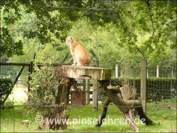 Man kann sich ber einen Feldweg an den hinteren Teil des Luchs-Geheges heranpirschen. Da sitzt er, typischerweise erhht auf einem Baumstumpf. 