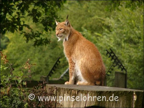 Hier noch einmal etwas herangezoomt.