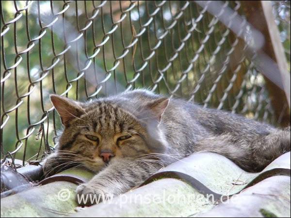 Neben dem Luchsgehege hatte es mir auch diese schne Wildkatze angetan. Sie schlief in der Hitze des heien Sommertages. Na ja, irgendwann merkte sie wohl, dass da wieder so ein hartnckiger Fotograf lauerte :-)