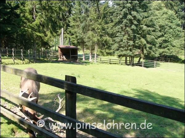 Der sehr groe Wildpark hat viele schne Wiesen und Wlder.