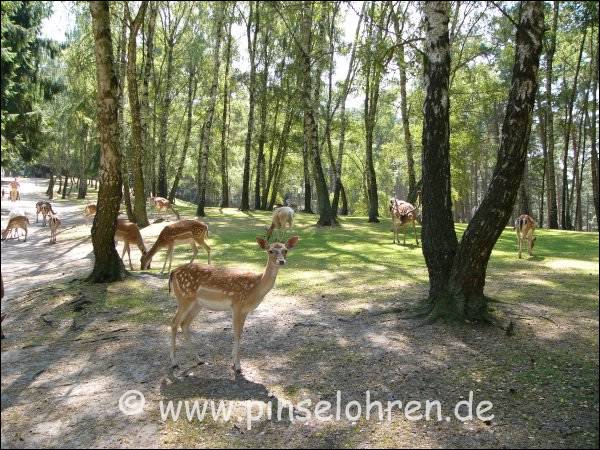 Man kann auch durch ein Gehege gehen, wo es nur so von Damwild wimmelt. Fttern mit dem dort kuflichen Futter erlaubt.