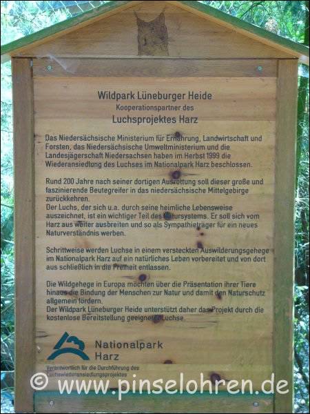 Der Wildpark Lüneburg unterstützt den Nationalpark Harz bei der Auswilderung von Luchsen und stellt kostenlos Tiere zur Verfügung.
