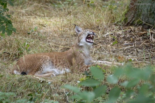 Luchs Rufus