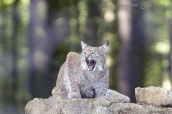 Nochmal Luchs Rufus. Wen faucht er denn da an?