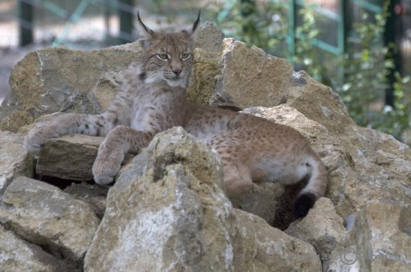Luchsin Liesel - typisch für Luchse in erhabener Position.