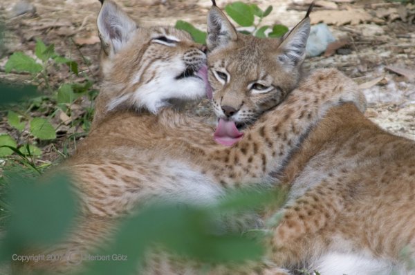 Rufus und Liesel - ganz eng aneinander gekuschelt