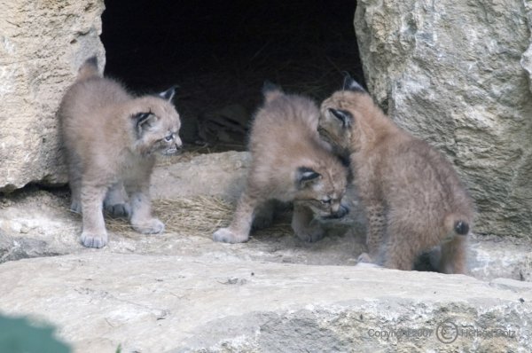 Alle drei Jungen spielend zusammen.