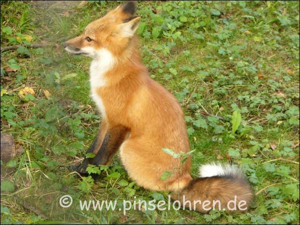 Auf dem Weg zu den Luchsen kam ich auch am Fuchs-Gehege vorbei.