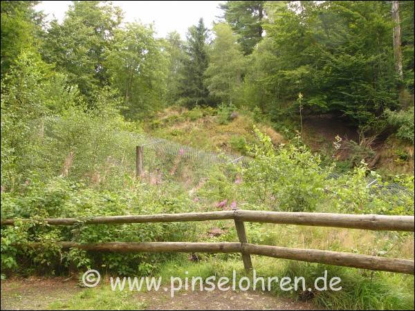 Hier ein Blick von der Brücke über das Luchs-Gehege. Wieder einmal zunächst weit und breit kein Luchs zu sehen.