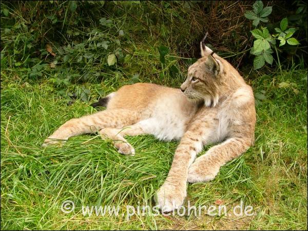 In der uersten Ecke habe ich dann doch noch einen gefunden.