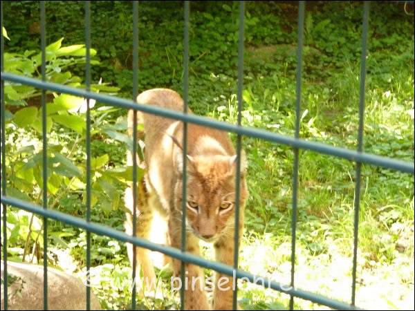 Bei meinem Besuch war nur noch ein Luchs da. Der andere ist gestorben.