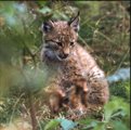 Luchs-Baby