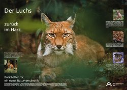 Luchs-Poster Harz